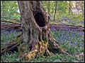 Bluebell Wood, Lackham - Neil Goddard