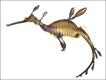 Dragão-marinho (Phyllopteryx taeniolatus) - Fotos: Dorling Kindersley (DK) Books, 'The Natural History Book: The Ultimate Visual Guide to Everything on Earth'.