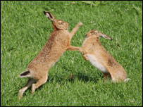 Boxing hares by Robert Rutherford