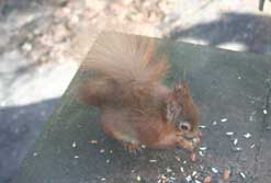 Red Squirrel on Brownsea Island