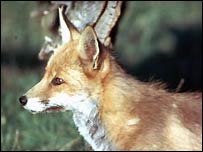 Fox