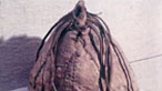 Cap Celtaidd