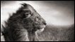 Foto Nick Brandt. Cortesia: A. Galerie