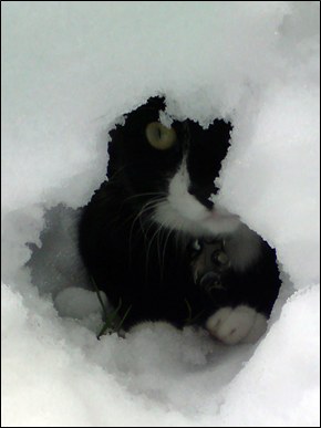 My cat Pickle won't mind a return to colder weather - this was Feb. 2009