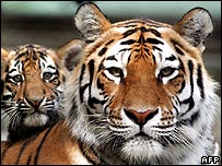 Tigre