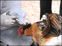 د چرګانو واکسين