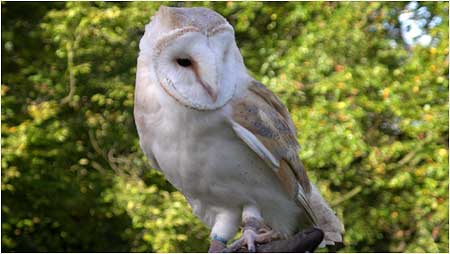 Barn Owl c/o Paul Greenan