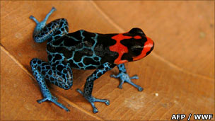 Frog - Ranitomeya amazonica