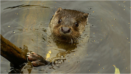 Otter c/o Kevin O'Hara