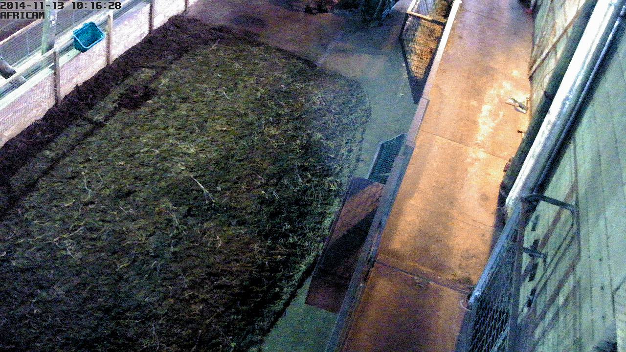 The Giraffe Cam at Marwell Zoo