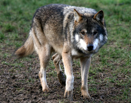 Mat's adopted disabled wolf, Alba