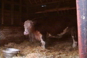 Annis and Gordon send their bullock to slaughter