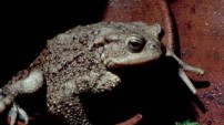 Common Toad from the Nature Picture library