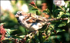 A sparrow
