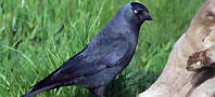 Jackdaw, copyright Jill Pakenham/BTO.