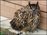 Long eared owl