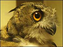 Sprucie the Eurpoean Eagle Owl