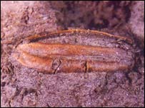 चावल का दाना