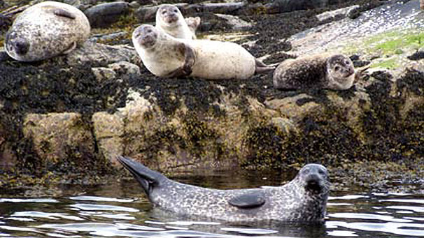 Seals