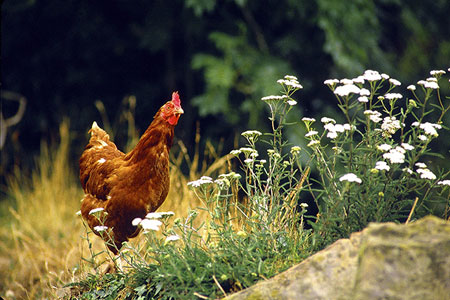 Chicken standing in grass, photo by Tom Ang