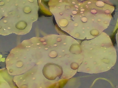 rain-on-floating-leaf.jpg