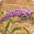 Buddleja davidii 'Black Knight'