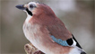 A Jay