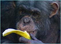 Chimp eating a banana