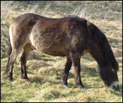 Exmoor pony