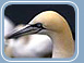 Gannet
