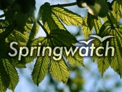 Springwatch