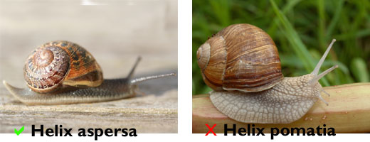 Two snails. On the left Helix aspersa, on the right Helix pomatia. This file is licensed under the Creative Commons Attribution ShareAlike 3.0 License.