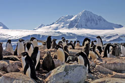 Adélie penguins and chicks on Cormorant Island, with close view of the ice cliffs and Mount William © Cara Sucher