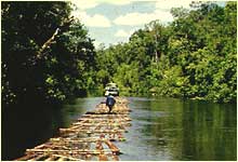 illegal logging in Indonesia