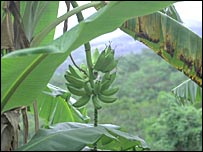 Planta na Amazônia