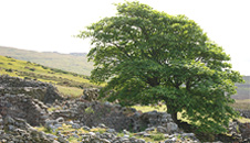 Waen Gyrach 