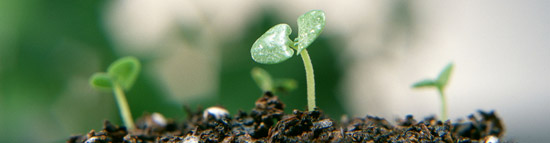 seedlings