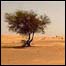 صحرا