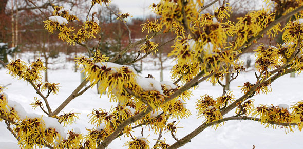 Hamamelis x intermedia 'Pallida'