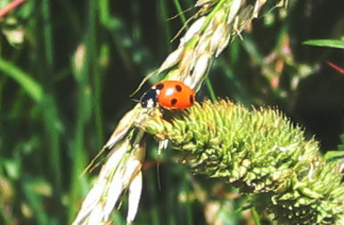 She's a Lady... bird.