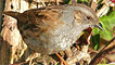 A dunnock