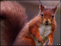 Red squirrel