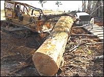 Penggundulan hutan