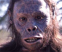 Male Homo rudolfensis