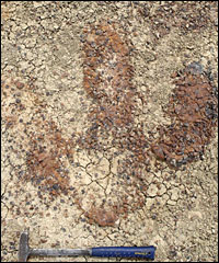 Possible T. rex footprint