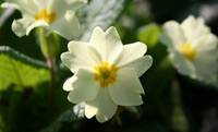 primula vulgaris