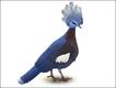 Pombo coroado do sul (Goura scheepmakeri)