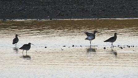 Curlews by Keith O Brian