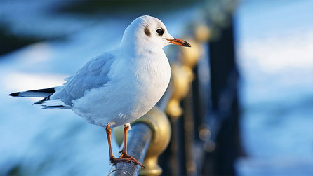 A black headed gull perched on a railing by Mark Jones.