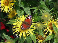 Beautiful butterfly